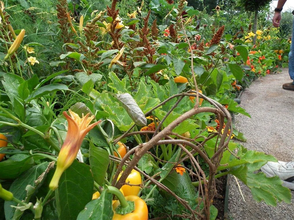 The rhs edible garden   centrepiece for 2011 show 1